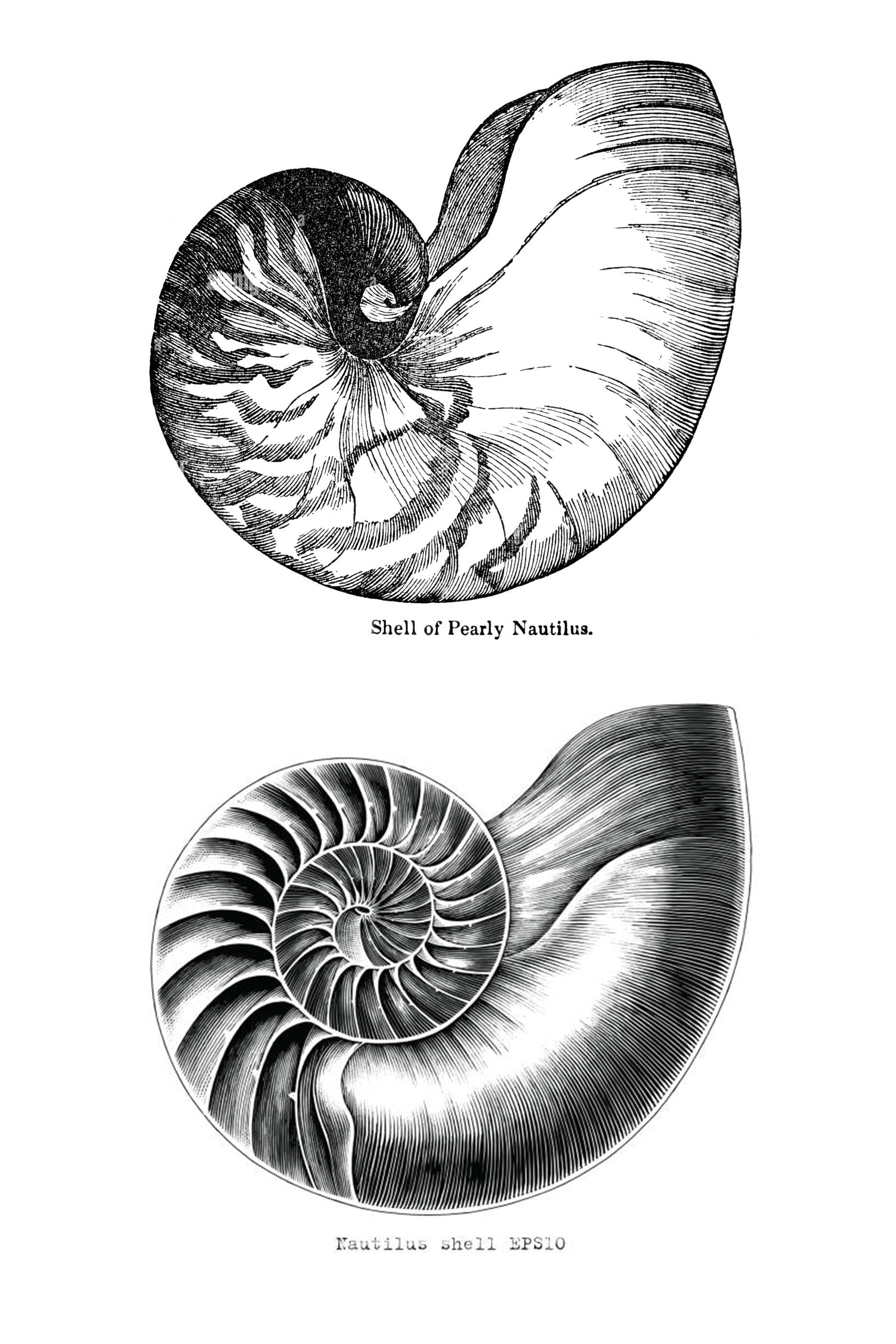 Nautilus Shell Ring